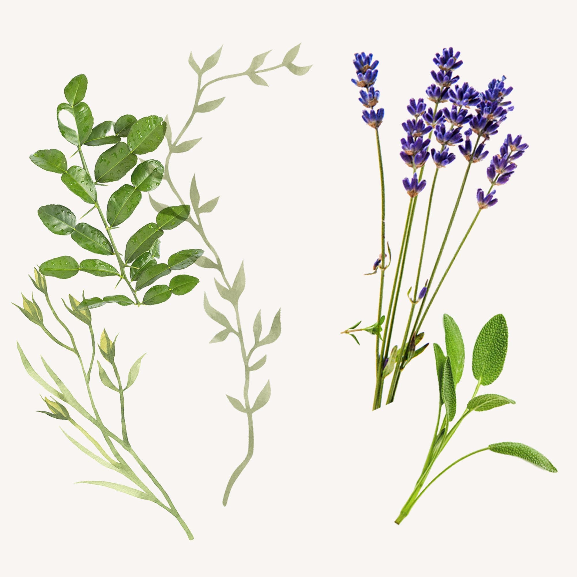 サンタ マリア ノヴェッラ　インペリアル ラベンダー ラヴェンダー サンタ・マリア・ノヴェッラ / オーデコロン インペリアルラベンダーの