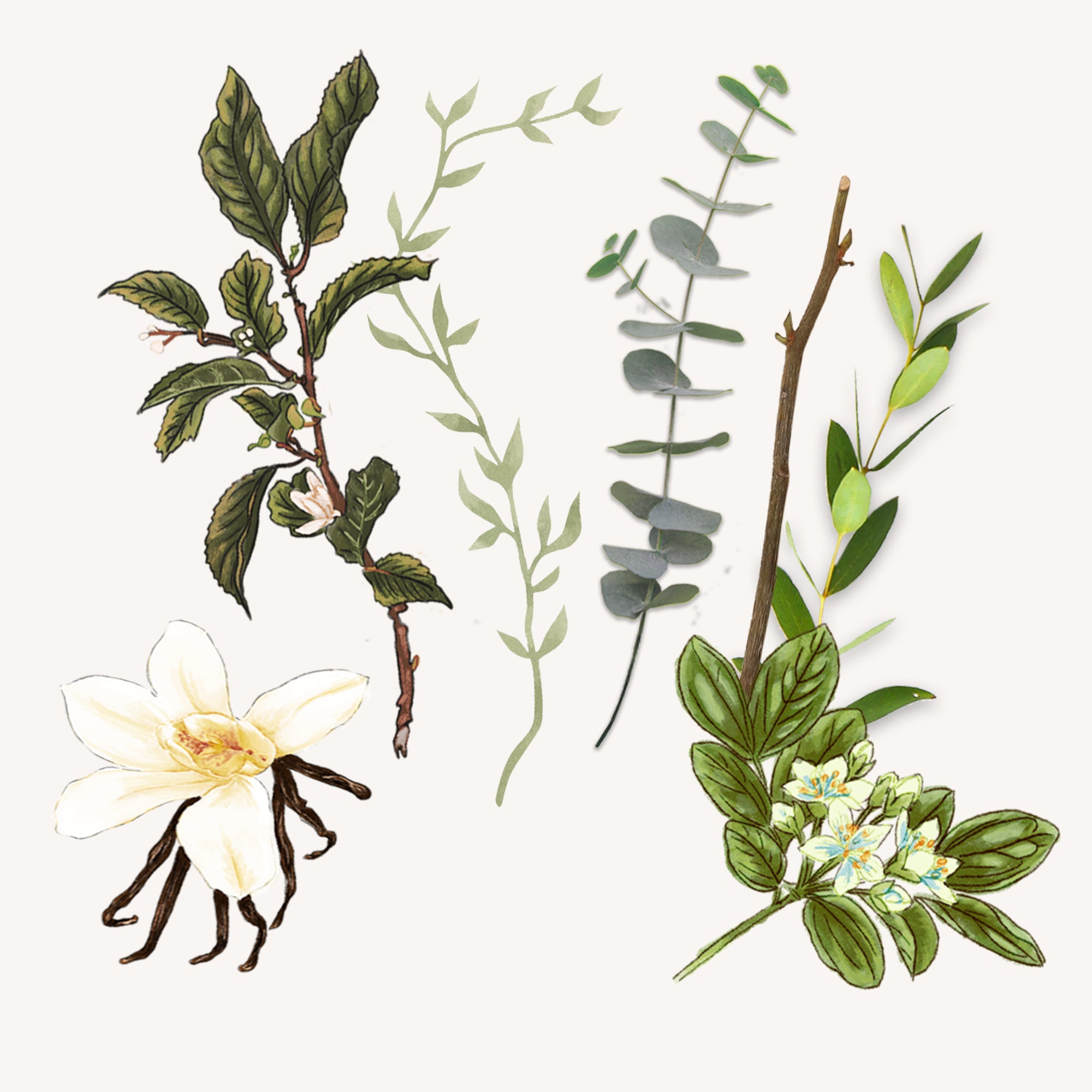 トバッコ トスカーノ シェービングフォーム 200ml｜サンタ