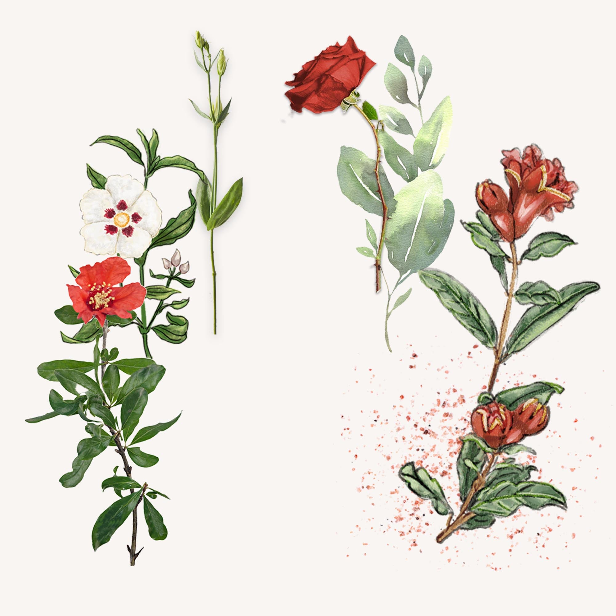 テラコッタ ザクロ｜サンタ・マリア・ノヴェッラ