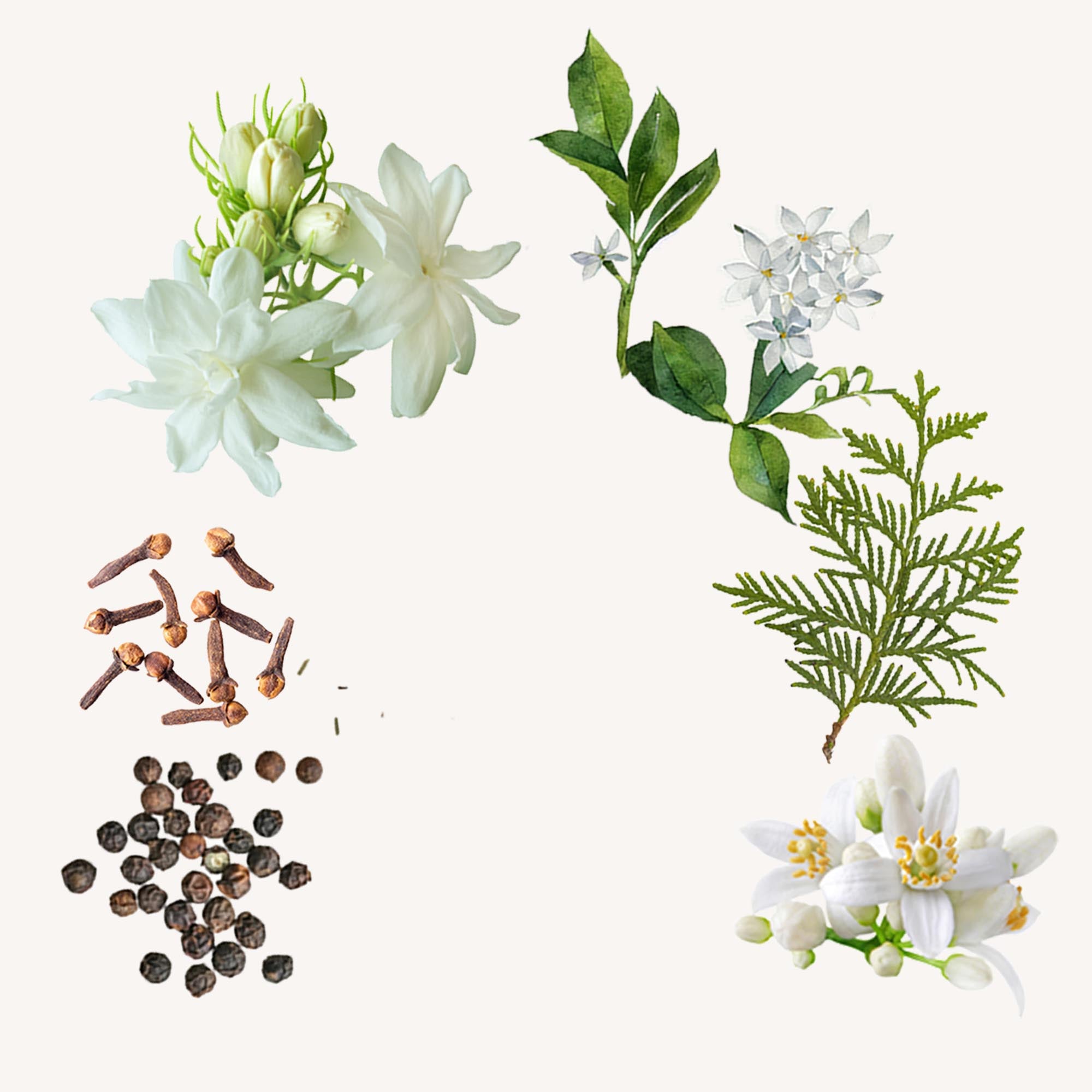 カプリフォーリオ 100ml｜サンタ・マリア・ノヴェッラ