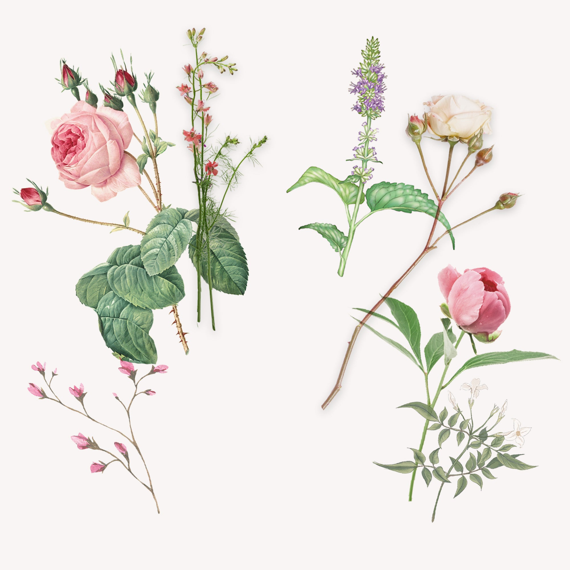 ローザ ガーデニア オーデコロン｜サンタ・マリア・ノヴェッラ