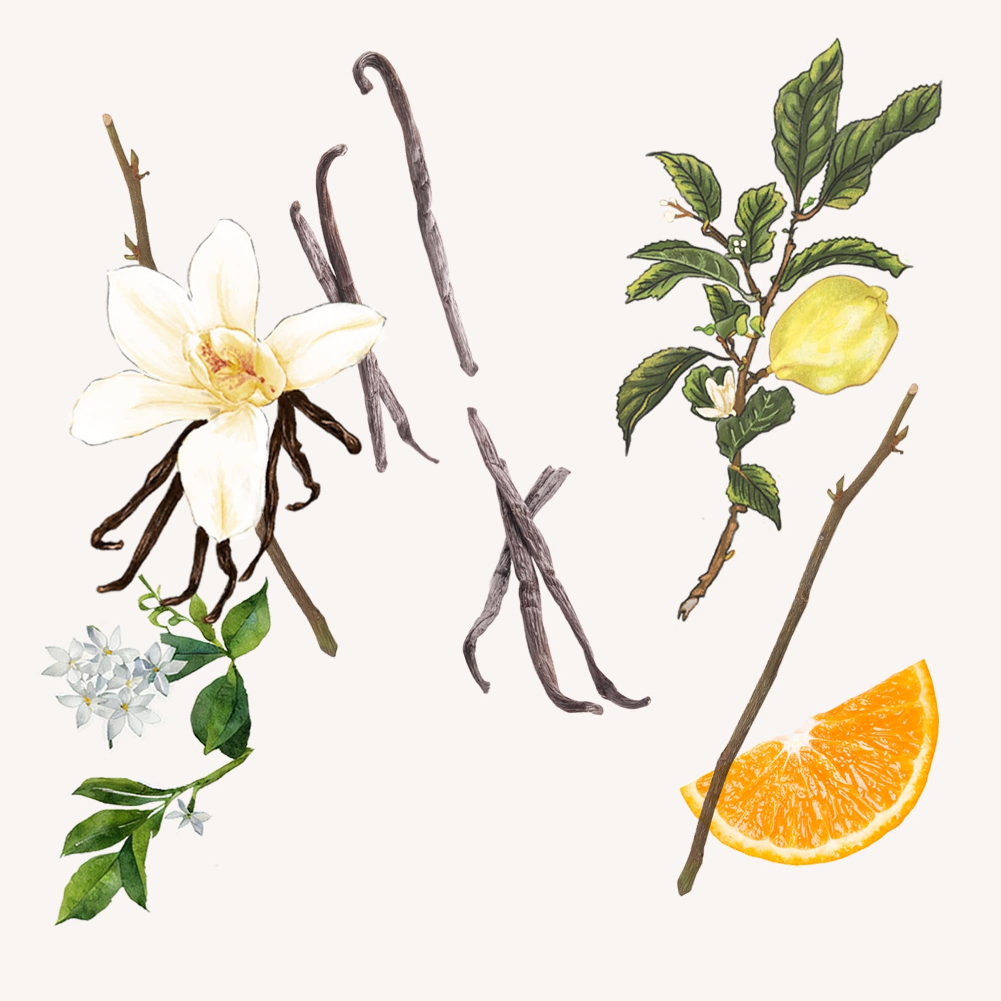 アルバ ディ ソウル オードパルファム｜サンタ・マリア・ノヴェッラ