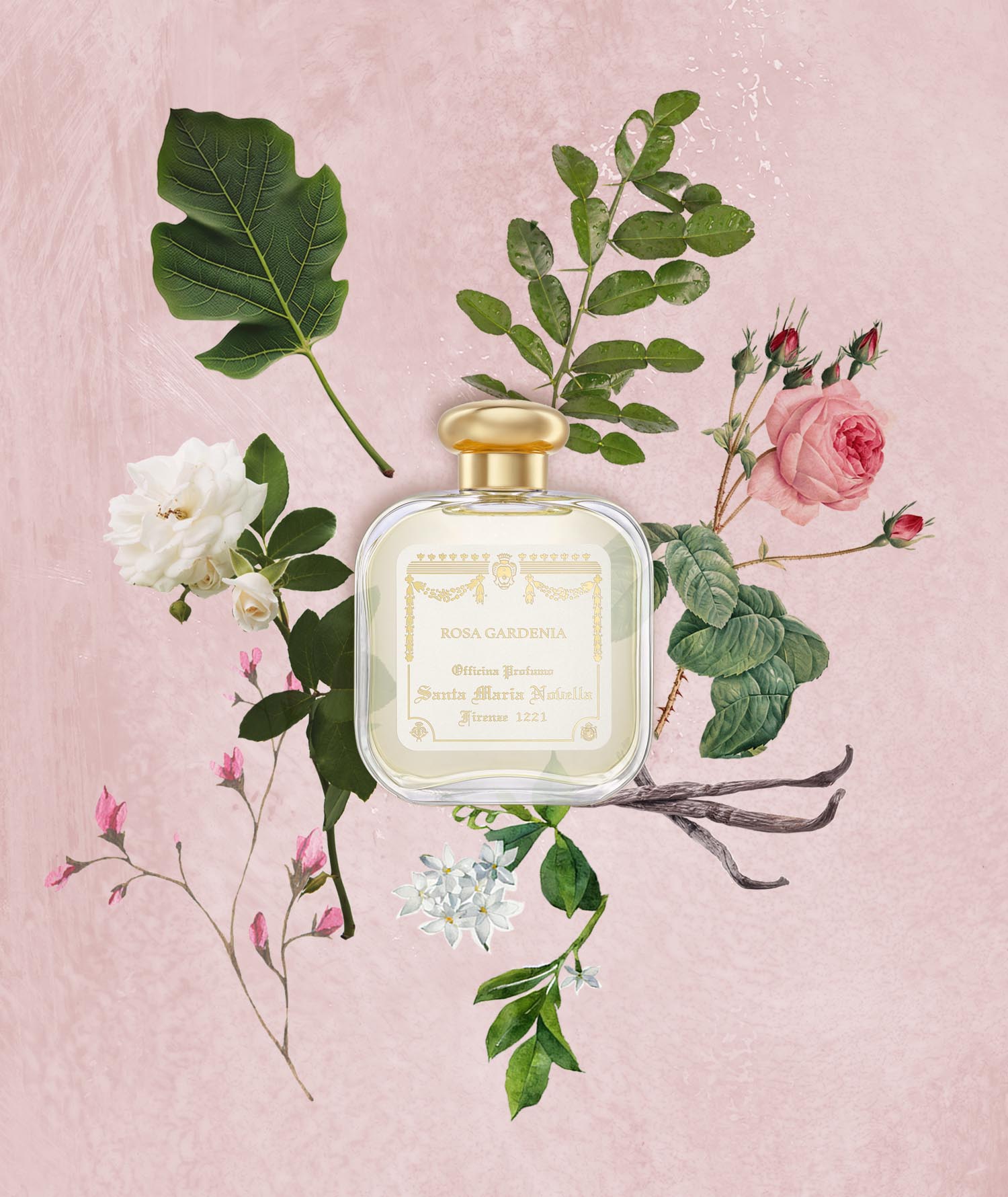 Queen Rose Rose Note Perfume Rosa Gardenia: Eau De Cologne Santa